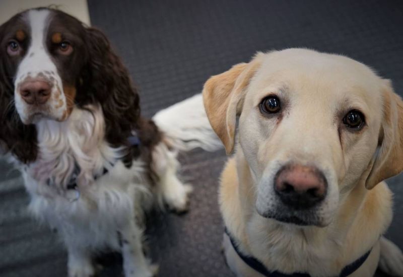A pair of sniffer dogs look at camera