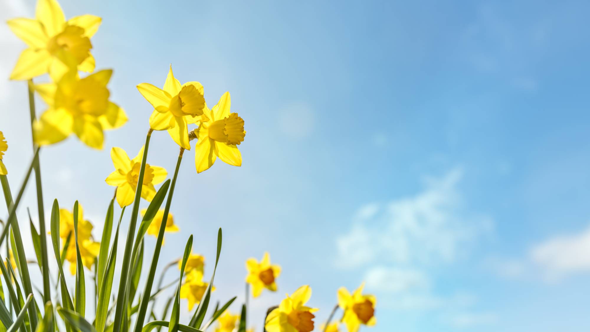 narcissus flowers in bloom