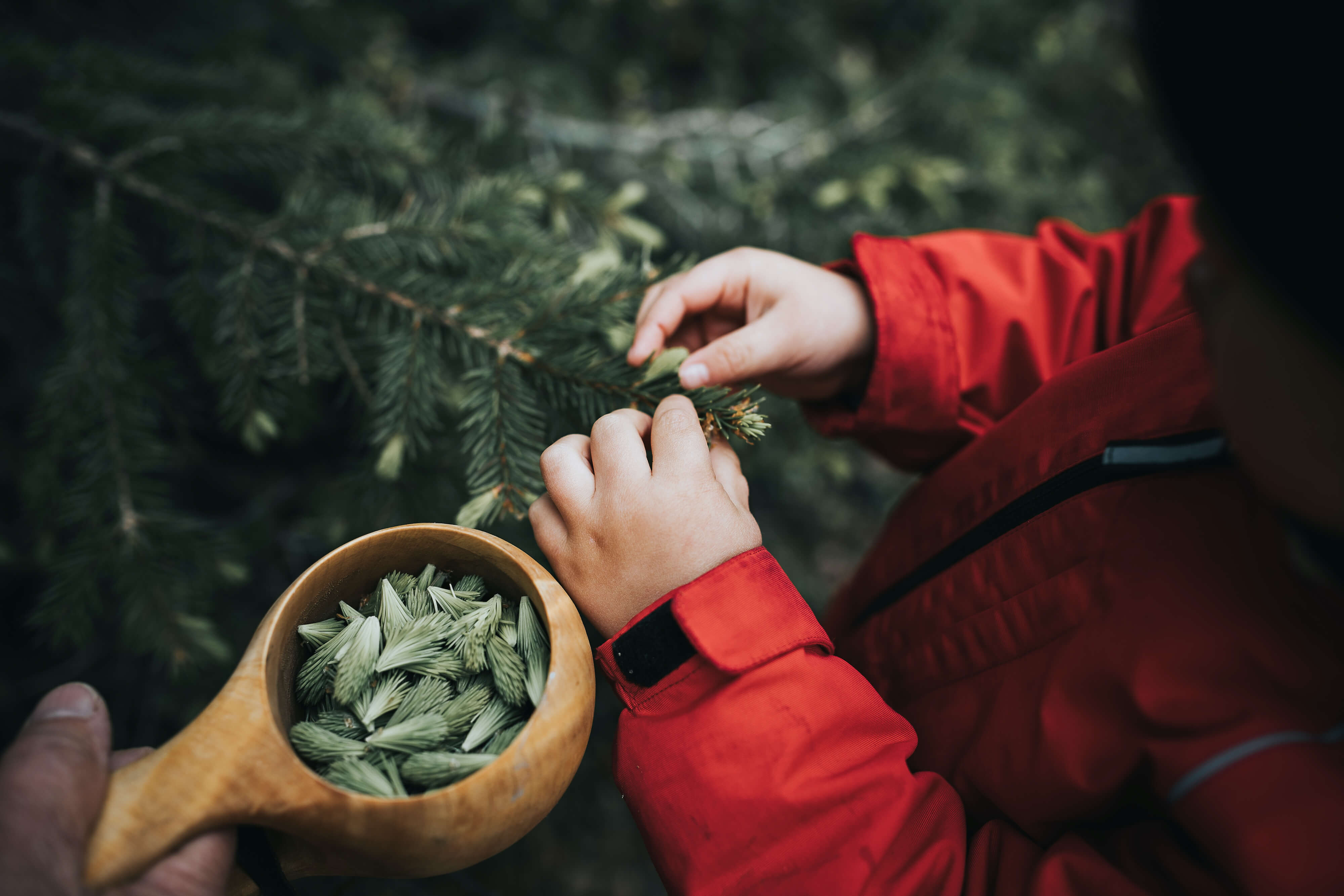 Ein Kind erntet junge Fichtenspitzen und legt sie in ein Guksi, ein finnisches Holzgefäß