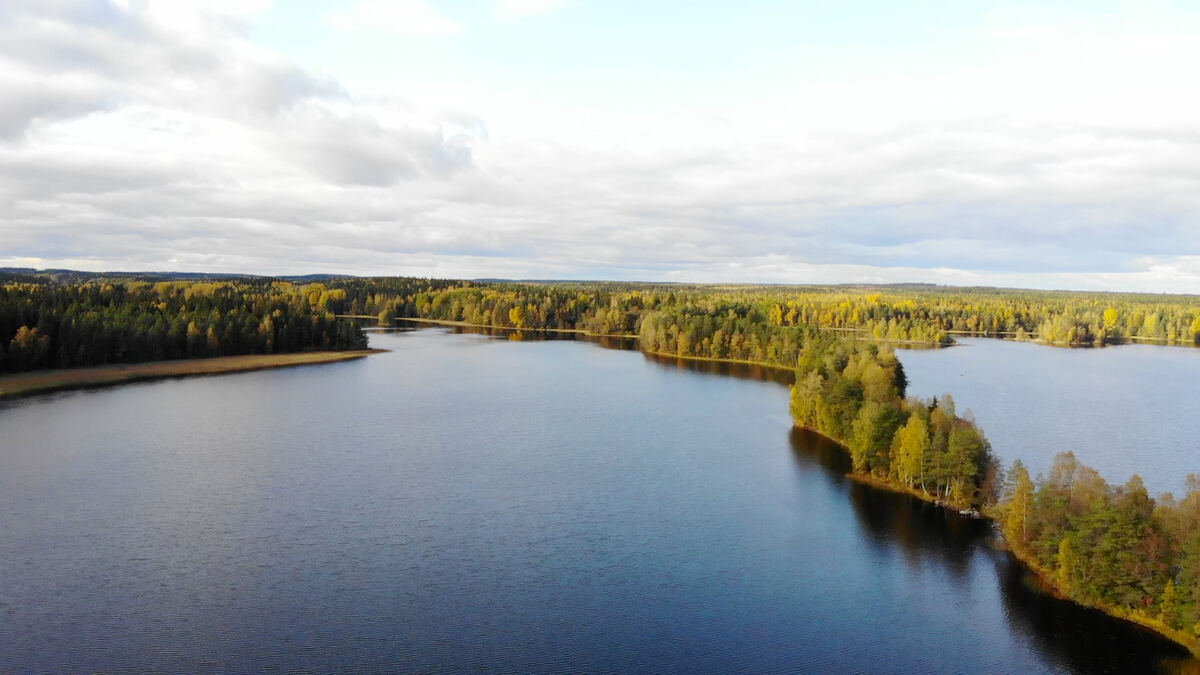 Landschaftlich reizvoller Wald und See im Nationalpark Liesjärvi. - Jaska Halttunen