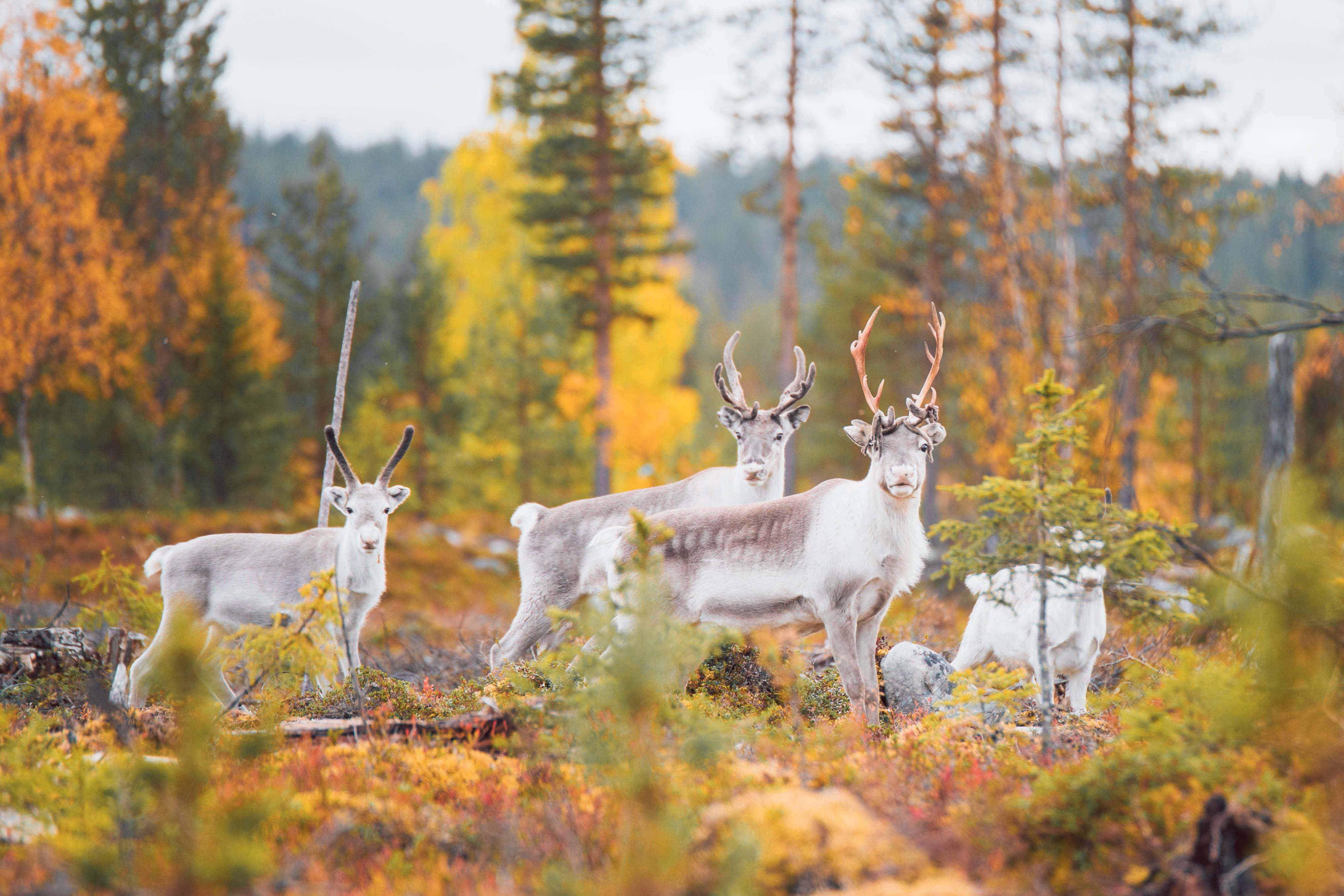 Rentierherde in einem Herbstwald in Finnisch-Lappland.