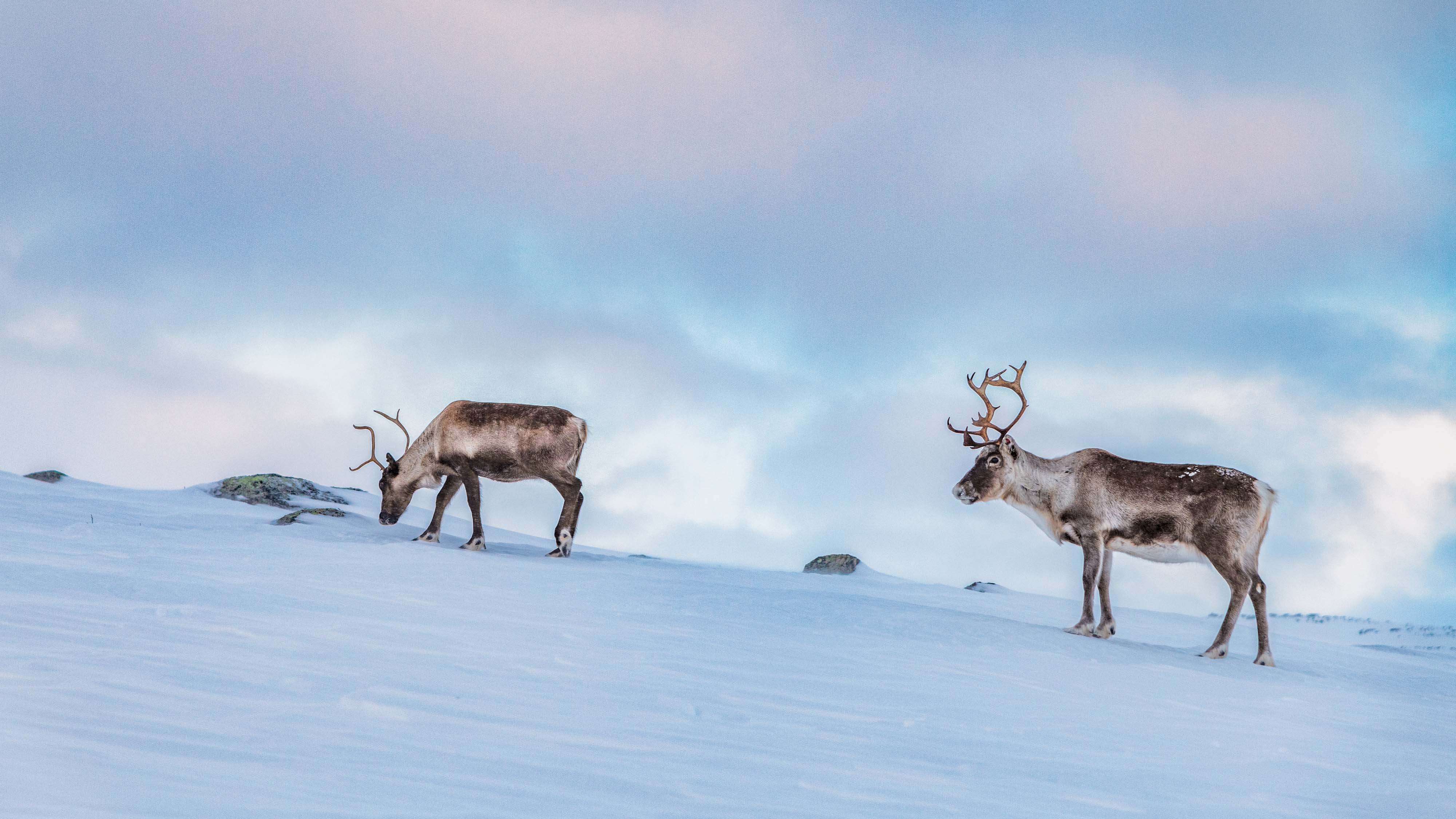 Zwei Rentiere auf einem Fjell in Finnland suchen unter Schnee nach Flechten.