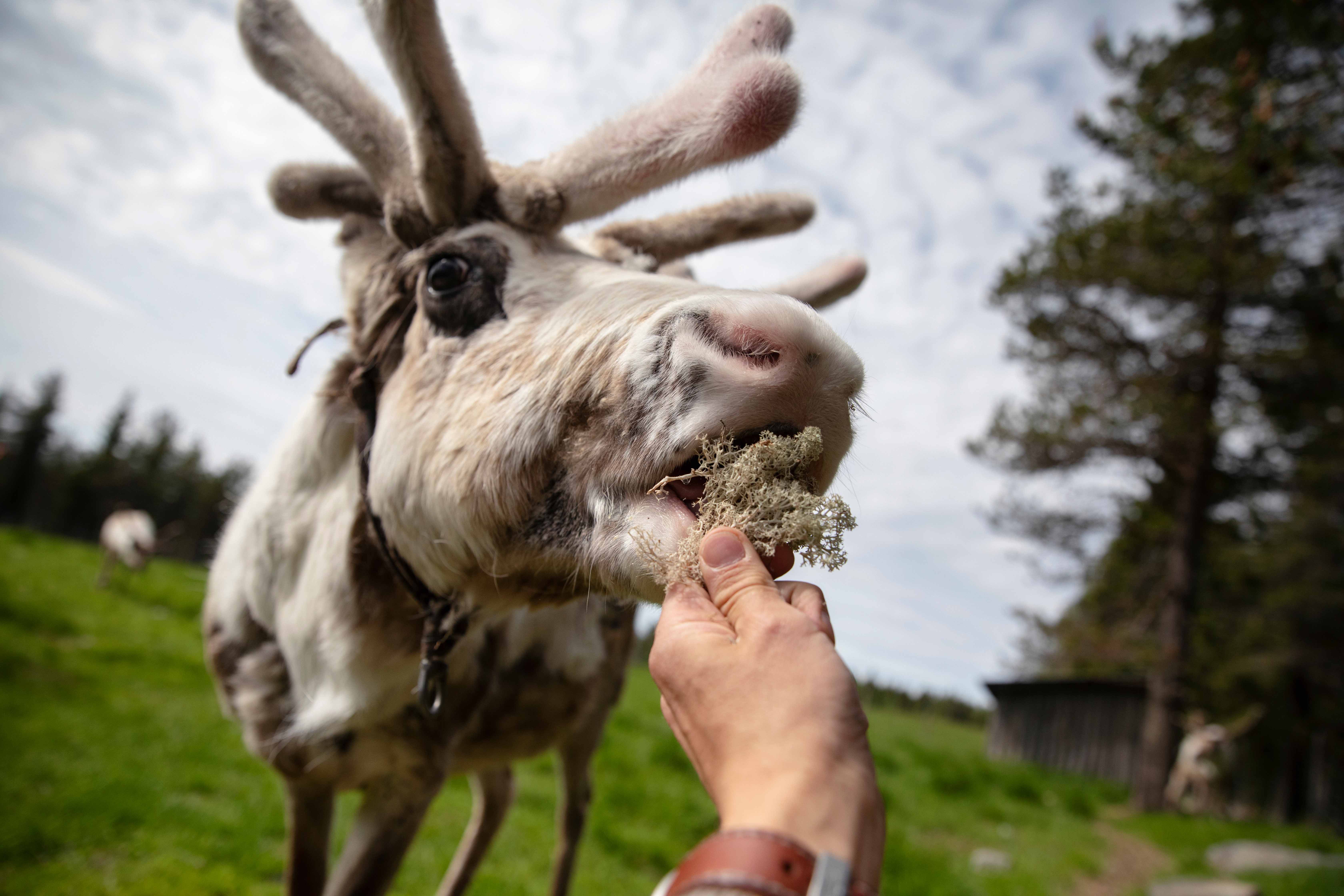 Reindeer_farm_summer_feedings - Harri Tarvainen_optimized - Harri Tarvainen