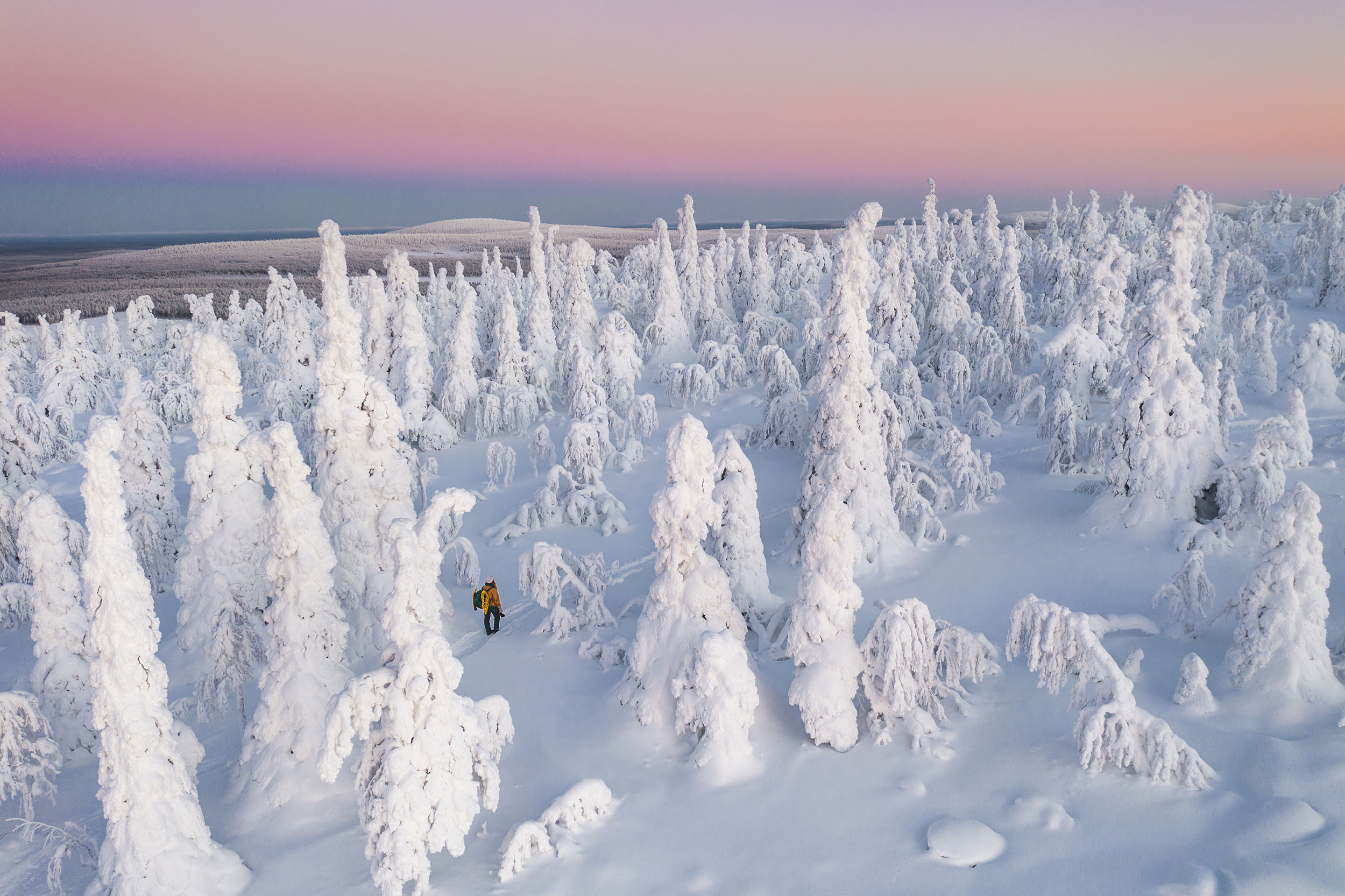 Schneebedeckte Bäume in Lappland.