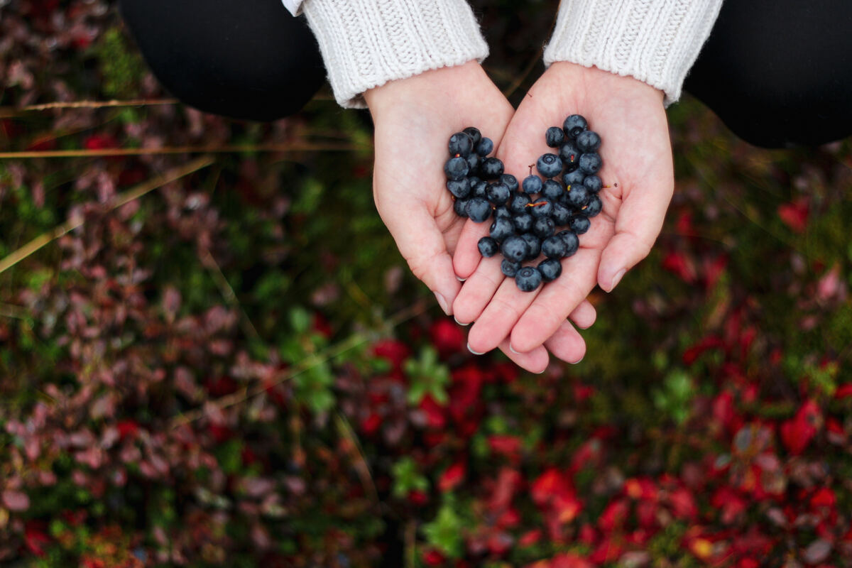 Eine Person sucht wilde Beeren in Lappland. - Mariia Kauppi