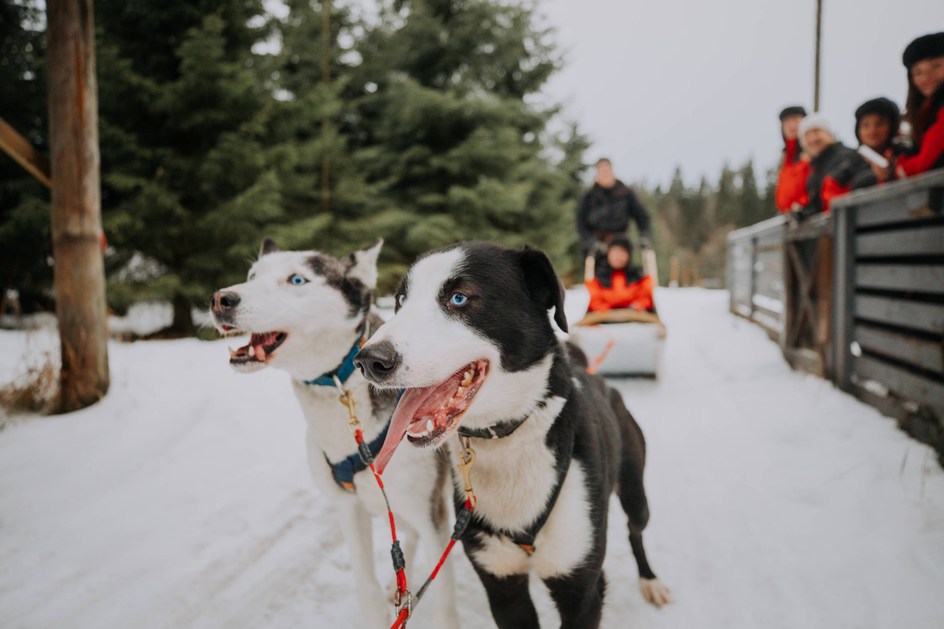 Profitez d'une balade en traîneau à chiens dans la région enneigée de Vuokatti, en Finlande. - Julia Kivelä