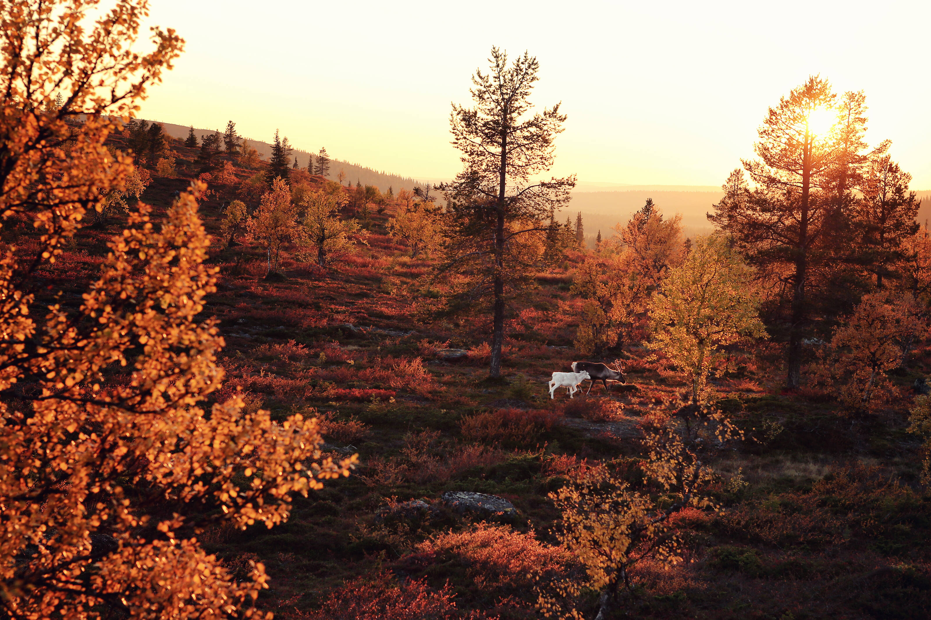 Lapland_Ruska_Harri_Tarvainen - Harri Tarvainen